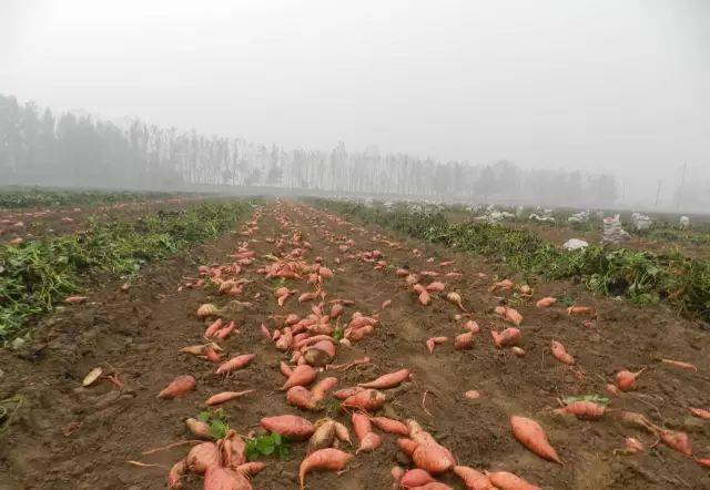 地瓜什么时间收 fa46105b9af147f29d27d4cf8e4d42d0.jpeg