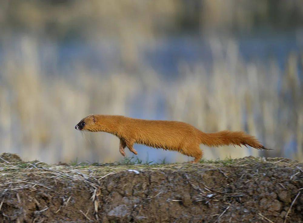 商三官 | 穿花衣的黄鼬
