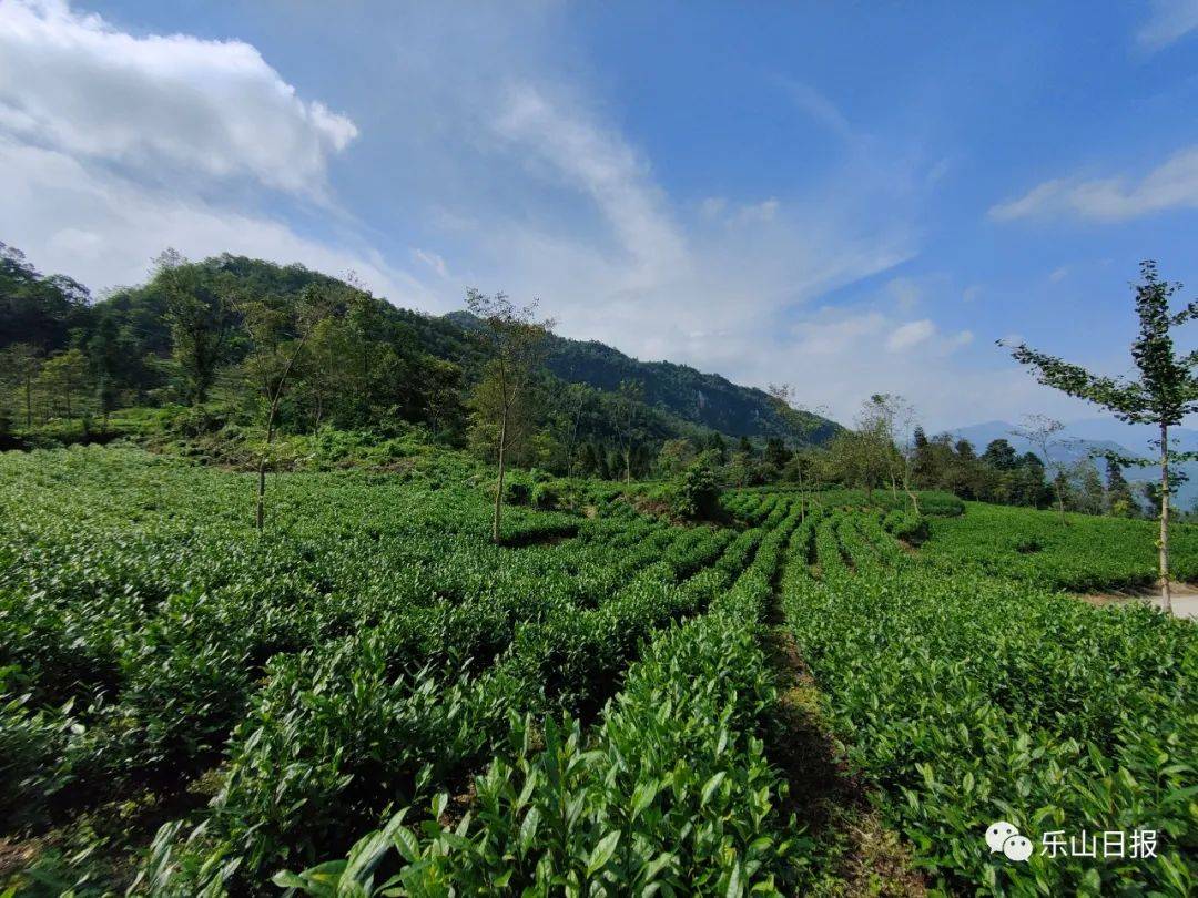 代湾村茶山