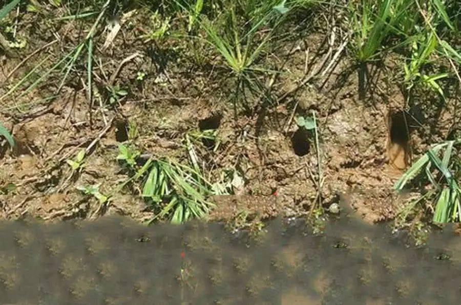 老家钓黄鳝的人很多关键要知道怎么找洞