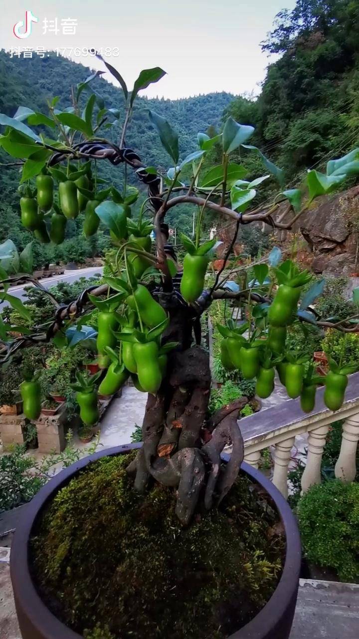 金弹子花生果