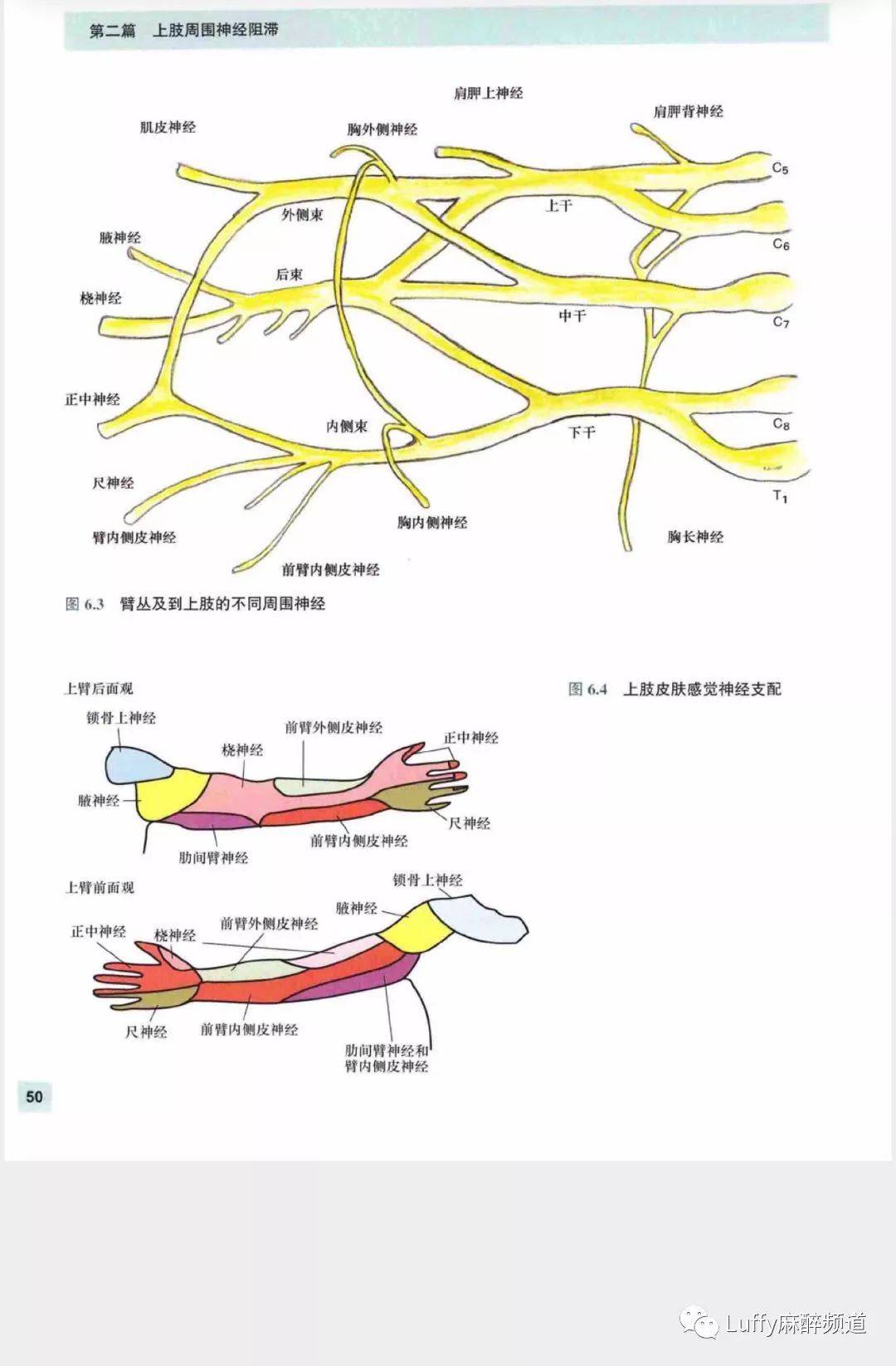 鎖骨上臂叢解剖和超聲圖譜1