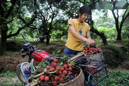 藏不住了！黄埔区永和街百年古荔枝林生机盎然