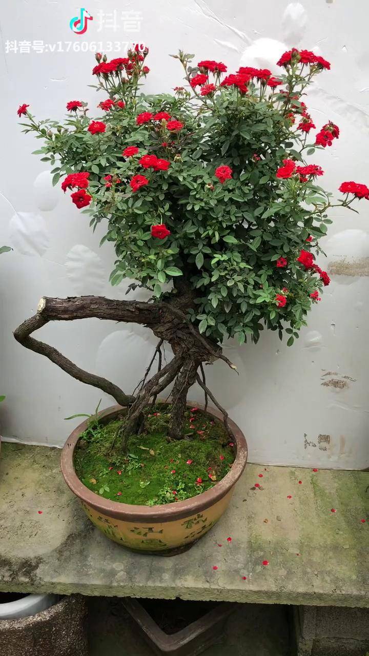 提根小女孩月季喜欢盆景给个赞吧