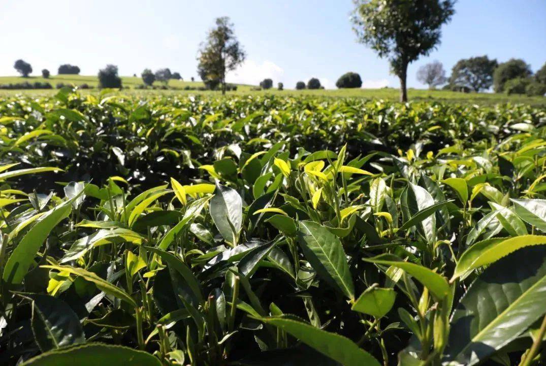 【展望十四五】景谷:发展白茶产业 助力乡村振兴