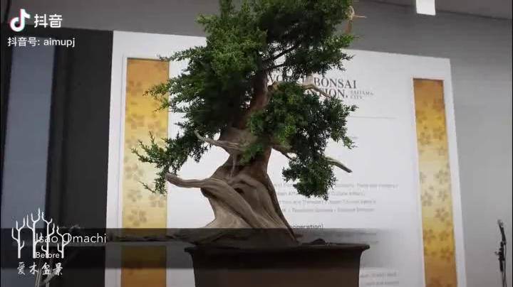 五针松盆景的养护方法养护口诀