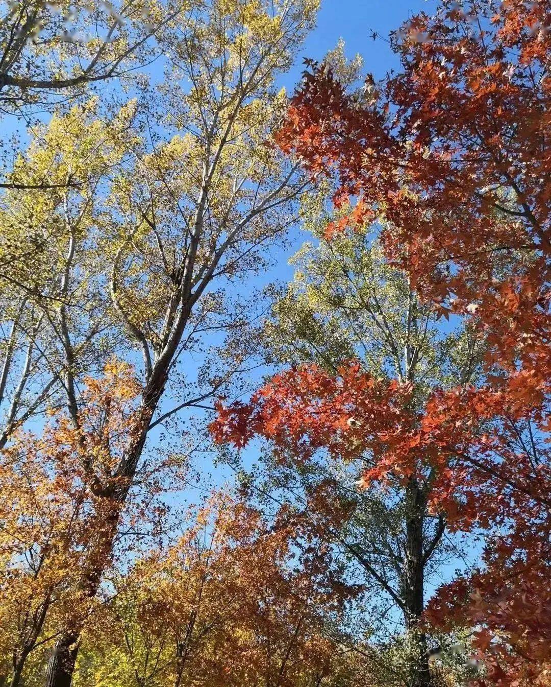 大興賞葉,念壇公園念壇公園是大興新城濱河森林公園的南區,總面積2000