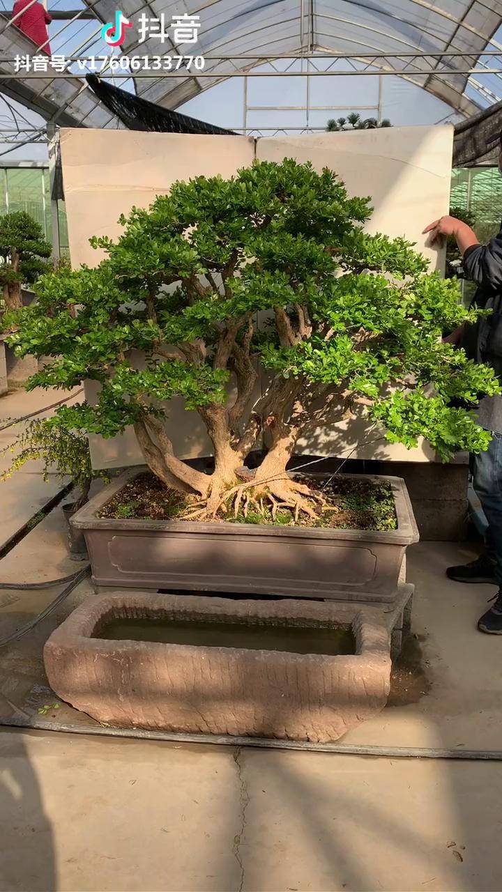 收藏级黄杨盆景百年功底