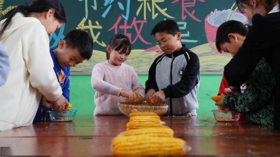 谷物|识五谷 学农事 惜粮食