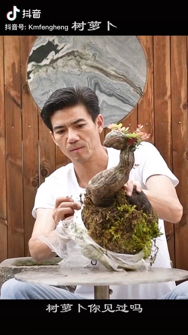 一起学盆景第306期树萝卜盆景盆景设计盆景修剪盆景