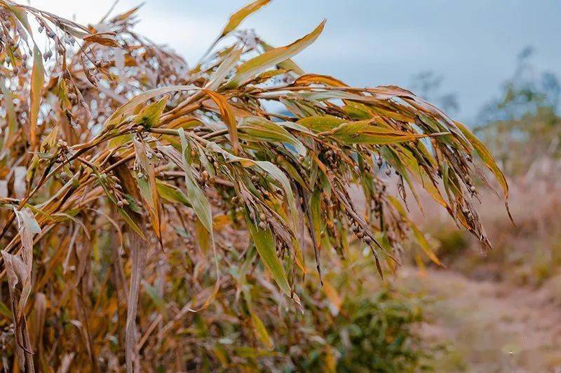 興仁:35萬畝薏仁米喜獲豐收 機械化收割確保顆粒歸倉