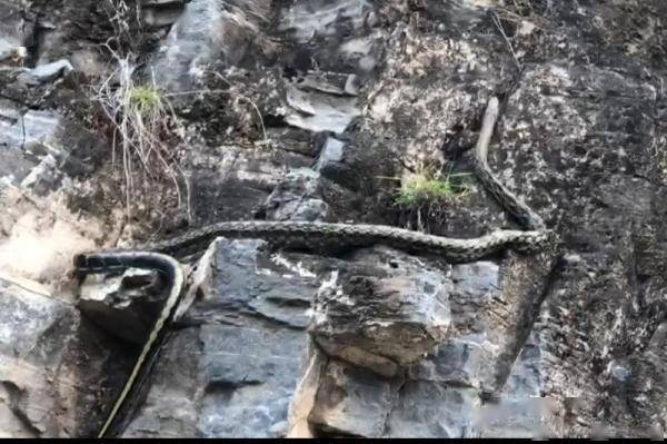 近期频繁有蛇出没 动保人士 冬眠前储存能量 李理处 近期频繁有蛇出没 动保人士 冬眠前储存能量 李理处