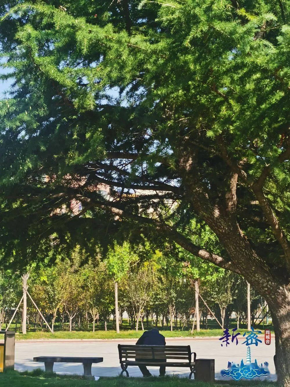 阳光透过微微飘动的树枝  在地面留下婆娑树影