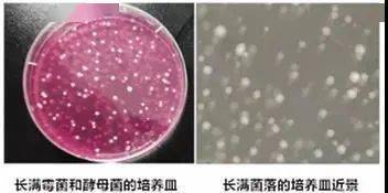 菌落面膜过期了还能用吗？测试结果可能吓你一跳