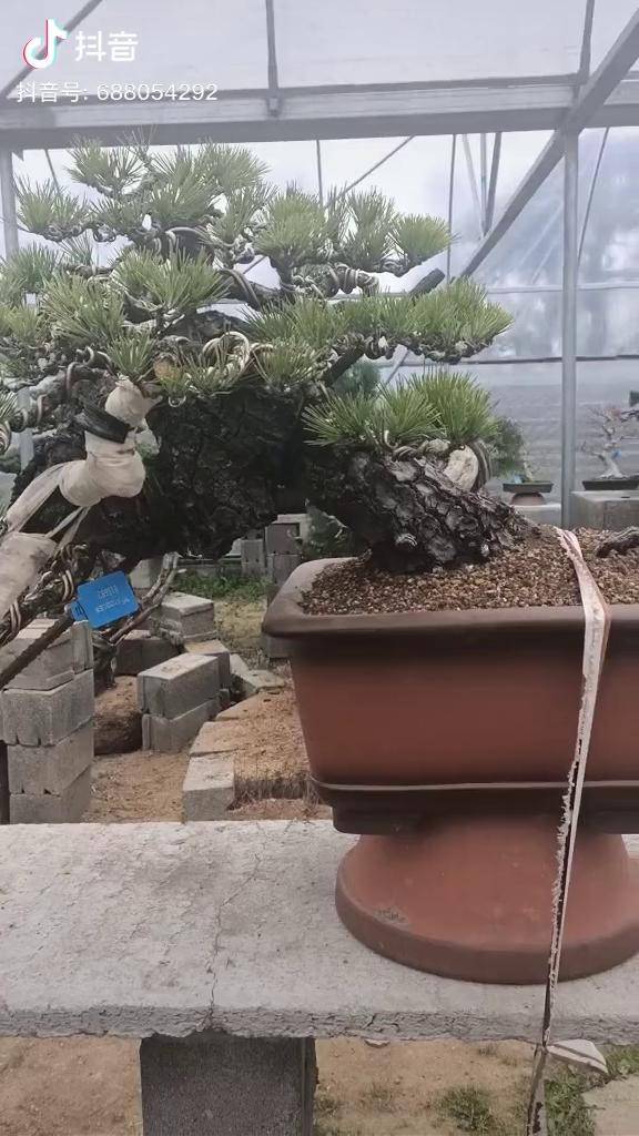 悬崖大黑松老气不每天更新不一样的盆景