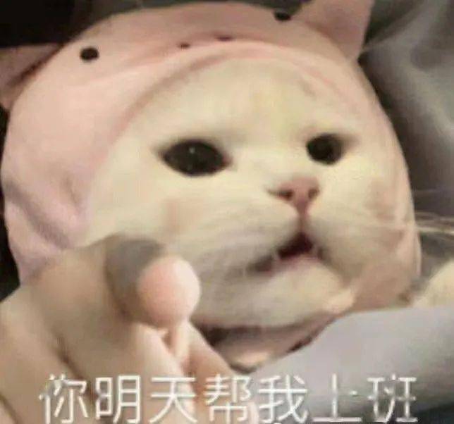 摸一下野生大猫的金色蛋蛋 全村人来吃席 猫猫