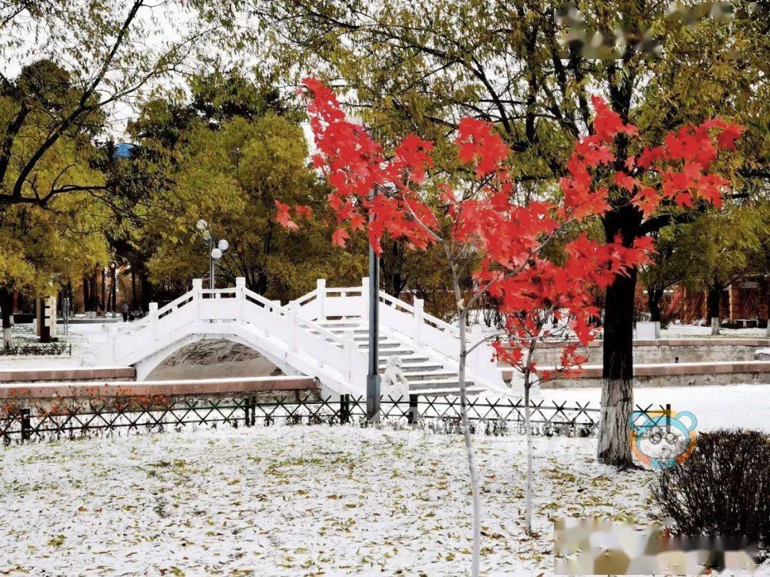 哈尔滨|黑龙江省多地迎来第一场雪！强冷空气来袭，大部地区最高气温10℃以下