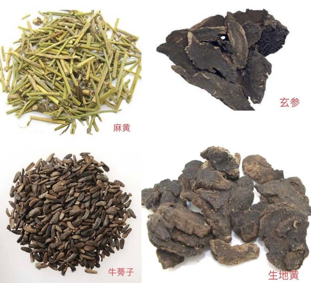 用于治疗急性喉痹热痛;配伍玄参治疗霉菌性口腔感染;配伍生地黄治疗