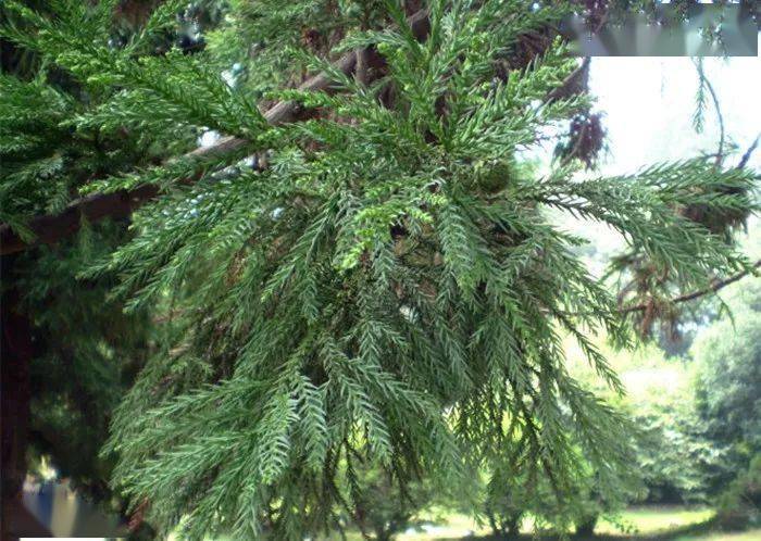 新疆的特有松树为啥名字叫杉树