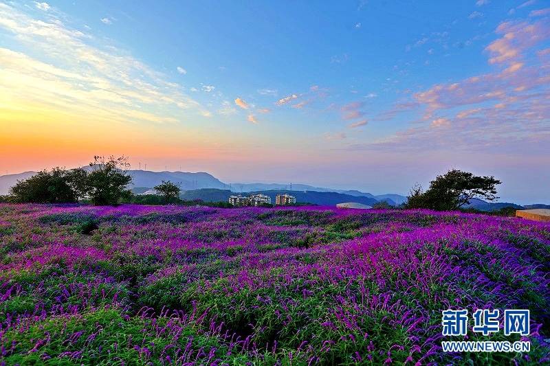 花海|秋花也烂漫 赏花正当时