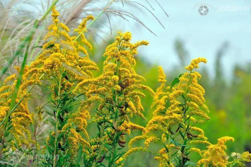 加拿大一枝黃花(solidago canadensis)