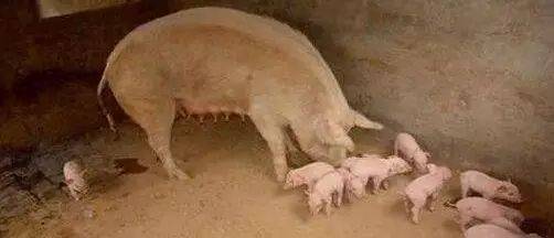 母猪的母性不强咬死仔猪是为何？_资料