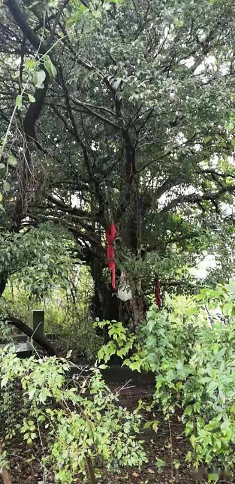 小时候|康红舒：渐行渐远的村庄