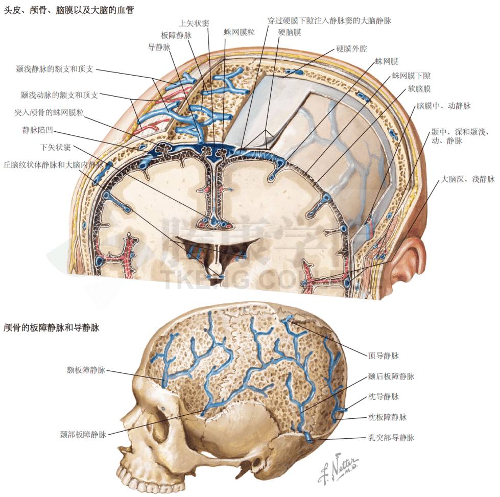 脑部静脉窦图片