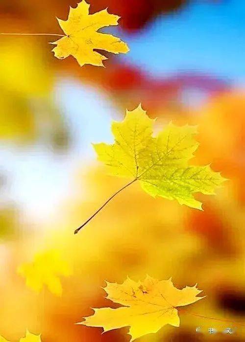 风景|秋意浓，道一声珍重