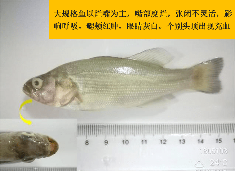 加州鲈白头白嘴发病率高治疗难度大这样防治最为稳妥