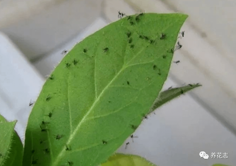 养花有小黑飞怎么办