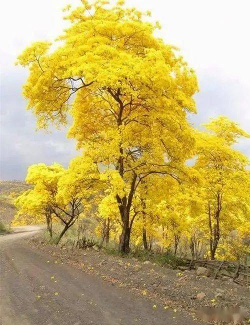 风景|秋意浓，道一声珍重