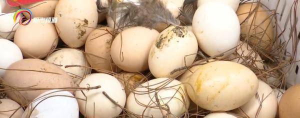 口感|“土鸡蛋”真的比“洋鸡蛋”好吗？答案是......