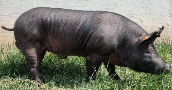 北京现代种业突出创新成果展首农食品集团