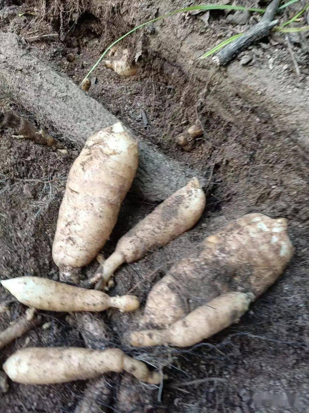 目前全村在林间种植山茱萸天麻猪苓黄精等中药材3200