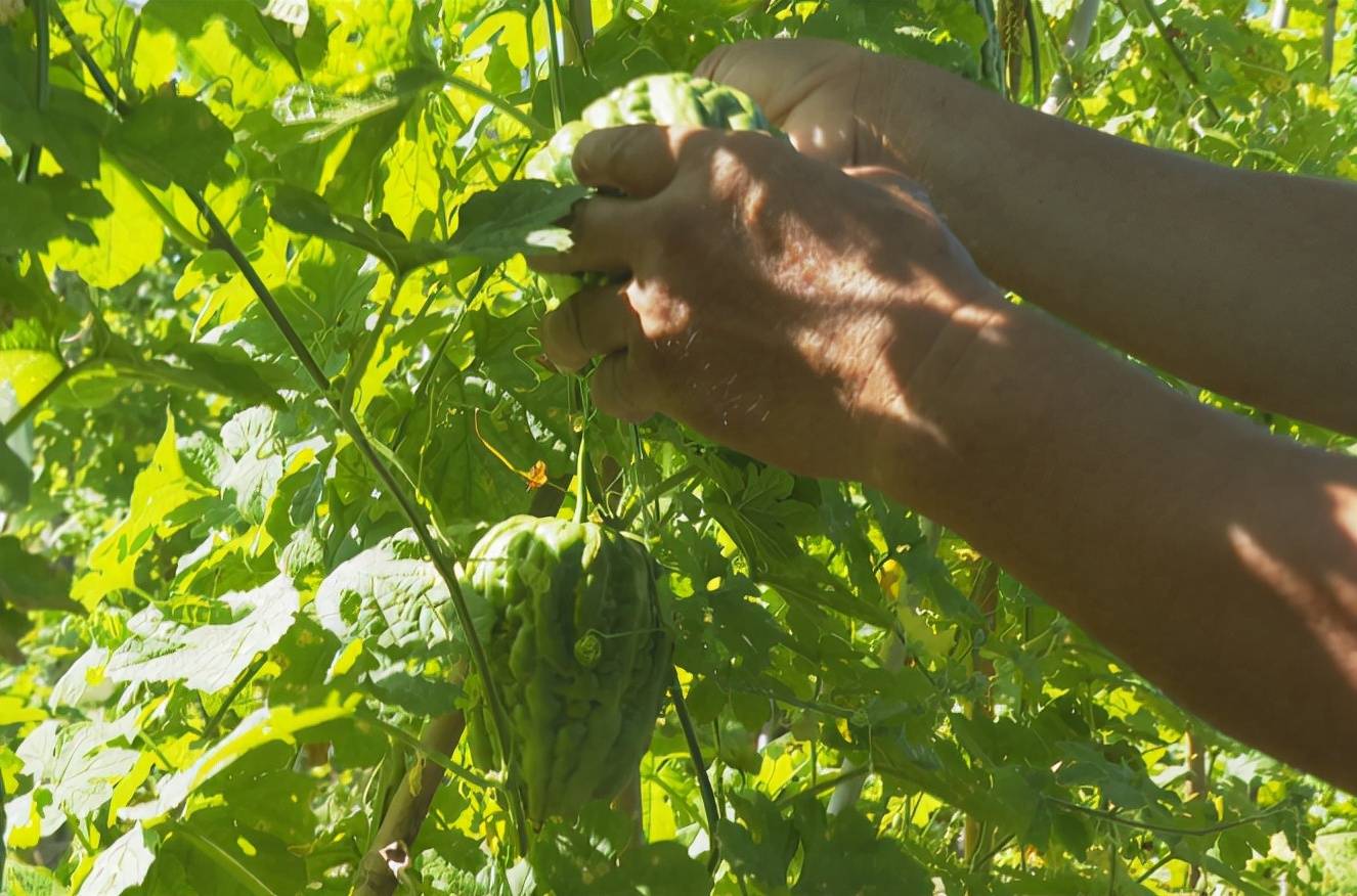 国家农业部地理标志产品杜阮凉瓜将亮相名特优新农产品推介活动_种植