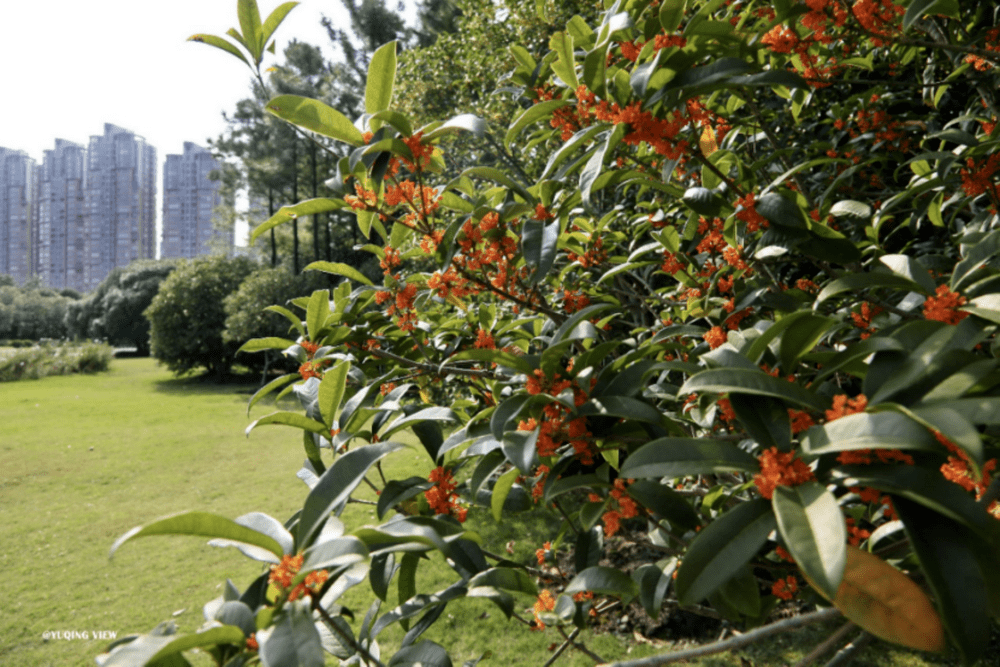 千呼万唤始出来,秋风桂香甜起来