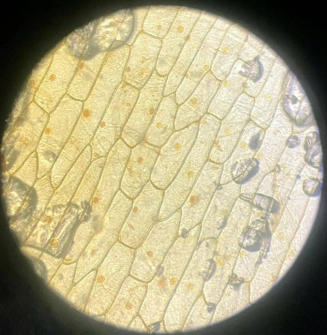 制作洋葱鳞片叶内表皮细胞临时装片本次实验课的内容是制作并观察植物