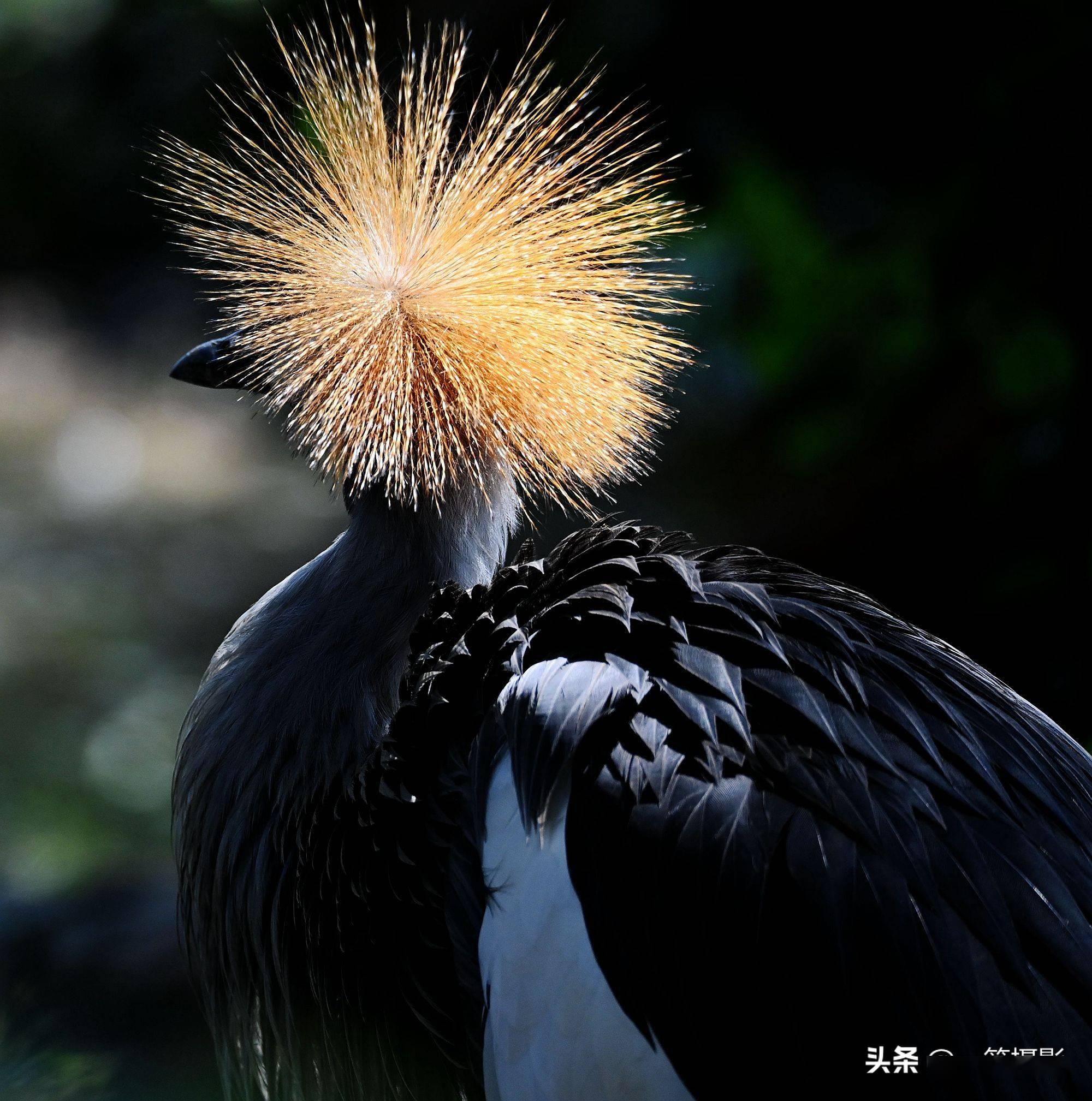黑冠鹤全方位展示它的发型美
