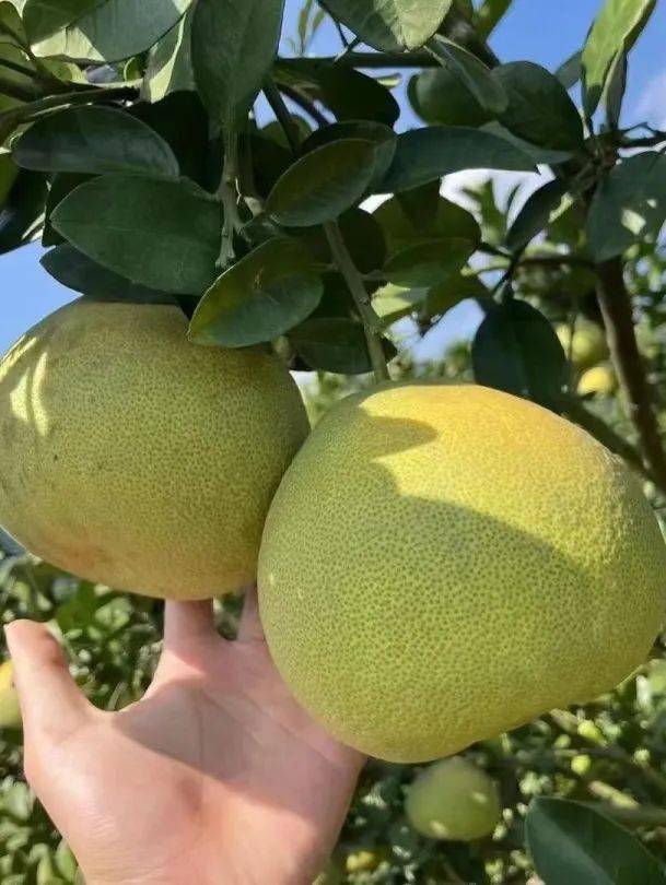 青春抗疫 东软助农 | 仙游文旦柚,等你品尝!