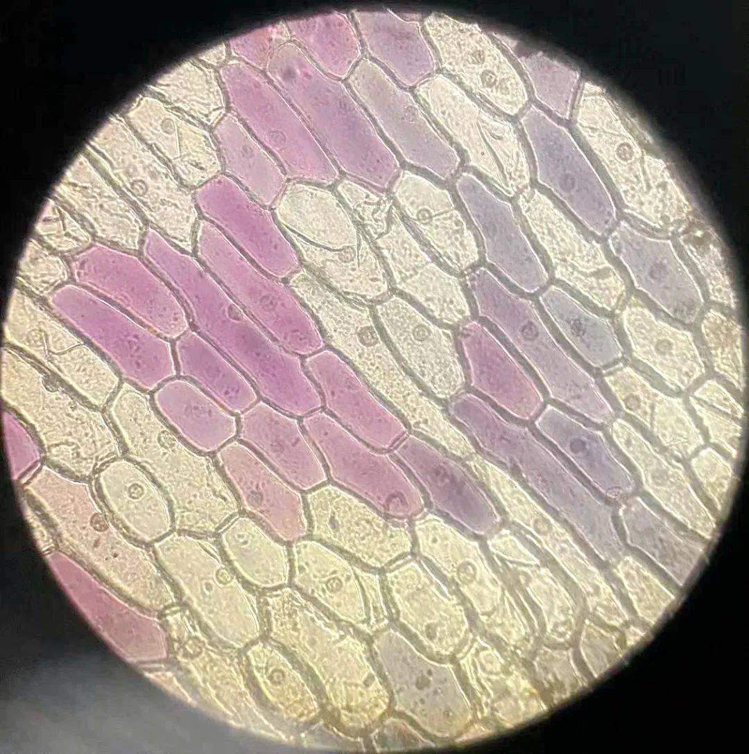 洋葱鳞片叶细胞图图片
