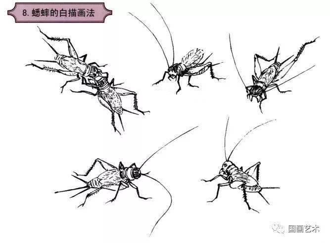 各种草虫白描栩栩如生