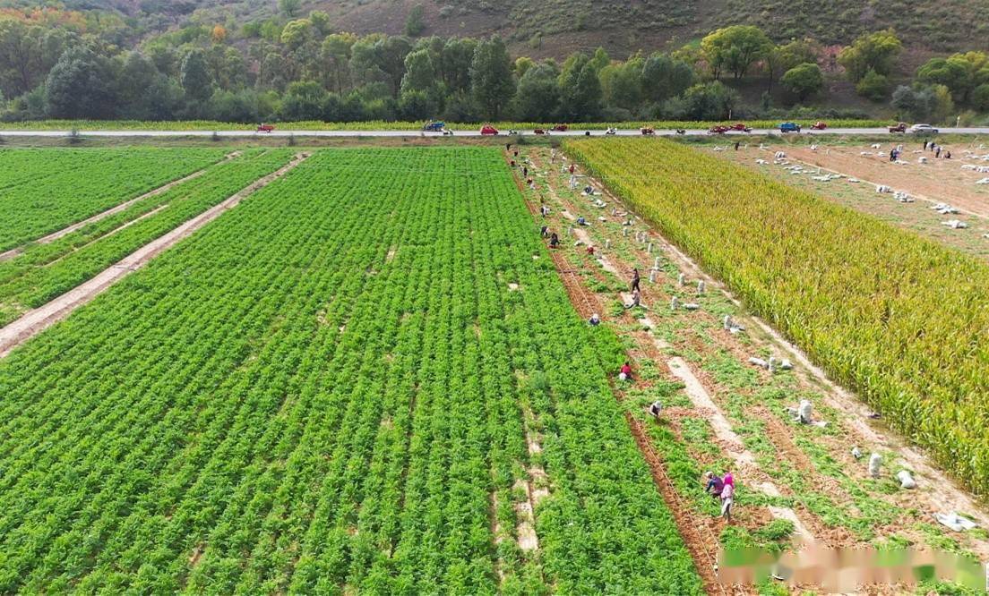 我把丰收献给党陕西吴起县长城镇胡萝卜大丰收农户采收忙