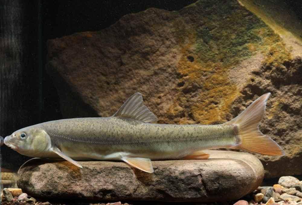 西藏昌都市增殖放流反哺渔业资源