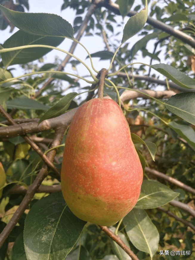 适合黄河故道地区种植的几个特色优质红皮梨品种