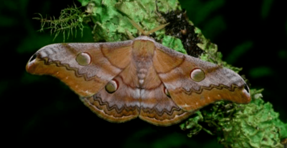 【cop15】走进浓雾深处 探秘勐海蚌岗昆虫之美