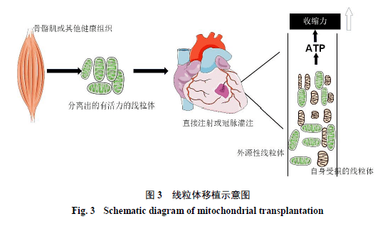 线粒体质量控制体系介导心肌缺血再灌注损伤的治疗策略