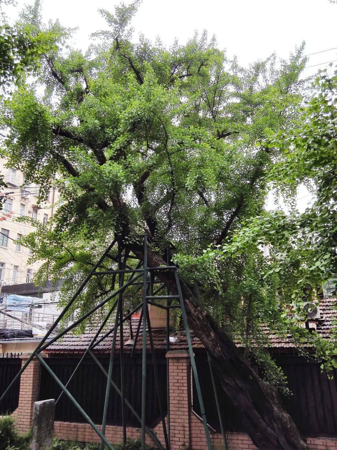 百年百树永泰街银杏上海建城的见证