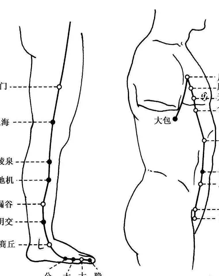 大腿内侧脾经的位置图图片