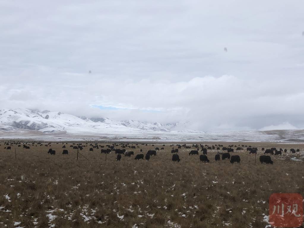 花湖|花湖变雪湖！若尔盖湿地雪景美哭了